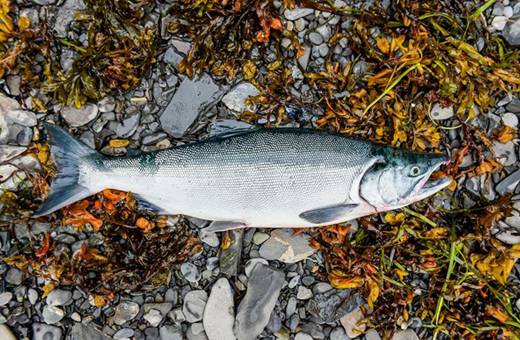 Wild Sockeye Salmon in Seaweed